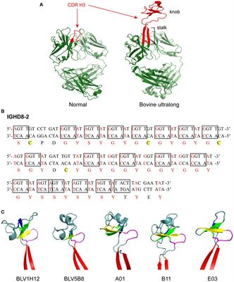 Diversity in the Cow Ultralong CDR H3 Antibody Repertoire